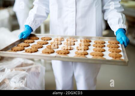 Frisch gebackene Plätzchen auf einer Blechdose zum Abkühlen, die von einem Arbeiter in sterilen Tüchern getragen werden. Stockfoto