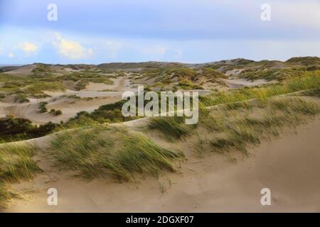 Dünen am Strand von Amrum, Deutschland, Europa Stockfoto