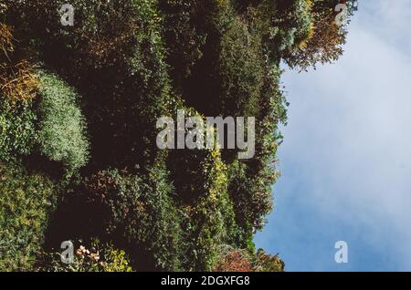 Madrid, Spanien - 29. November 2020: Der vertikale Garten, der vom französischen Botaniker Patrick Blanc entworfen wurde, hat 15,000 Pflanzen/205 Arten auf dem Platz davor Stockfoto