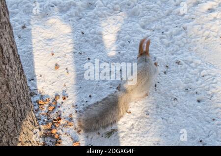 Nettes Eichhörnchen läuft durch den Schnee auf der Suche nach Nahrung, verschwommener Hintergrund, selektiver Fokus, Winter, Park. Stockfoto