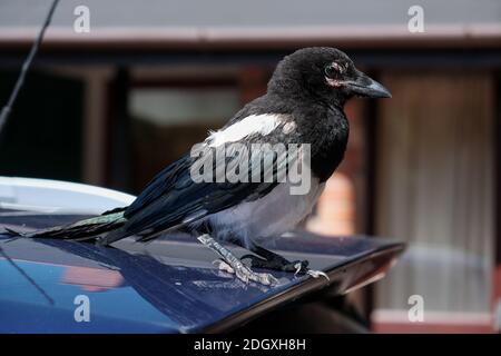 Weitwinkel Nahaufnahme eines jungen Elstern Vogel saß auf dem Heck eines Auto-Spoiler. Stockfoto