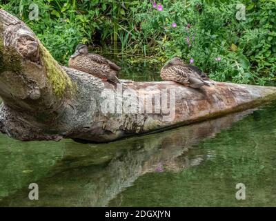 Zwei Enten sitzen auf einem Baumstamm im Fluss Stockfoto