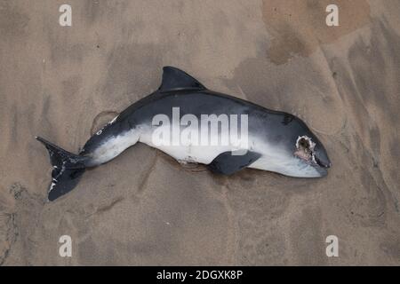 Ein toter Schweinswal aus dem Babyhafen wurde am Strand von Sauntons Sands Devon ausgewaschen. Die Identifizierung muss von einem Experten bestätigt werden. Stockfoto
