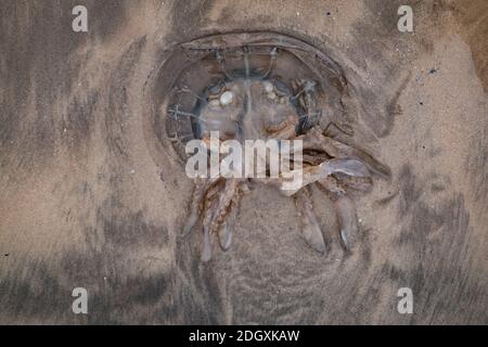 Eine ausgewaschene große Qualle am Strand von Saunton Sands devon, die die Unterseite wie ein Alien aussieht. Stockfoto