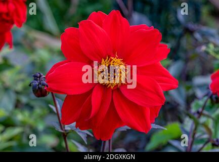 Herbstblüte, einzelne purpurrote Blüte von Dahlia 'Bishop of Llandaff' mit ungeöffneter Knospe, auf dunkelvioletten Stielen, wächst in krautigen Rand. Stockfoto