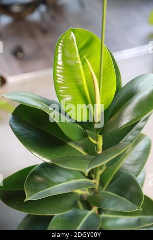 Ficus elastischem Baum Blätter in der Nähe von Stockfoto