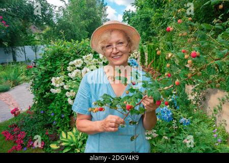 Porträt einer älteren Gärtnerin in ihrem Garten. Eine Frau in Brille und Hut steht im Garten zwischen den Blumen und hält einen Zweig mit Raspberr Stockfoto