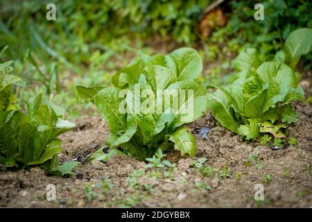 Junge Salatpflanzen im Boden im Gemüsegarten, Spanien. Stockfoto