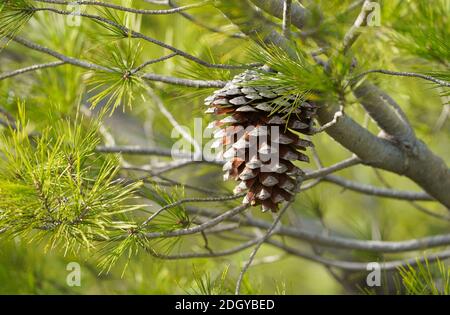 Kiefernkegel von Pinus halepensis, Aleppo-Kiefer, Spanien. Stockfoto