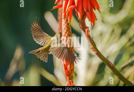 Gewöhnlicher Chiffchaff (Phylloscopus collybita), der sich auf dem Nektar ernährt (Kandelaber Aloe) Aloe arborescens Stockfoto