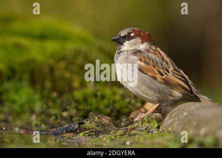 Englisch sparrow Stockfoto