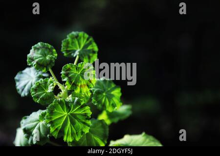 Ausgewählte fokussierte Ansicht von Geranium Zonal Stockfoto