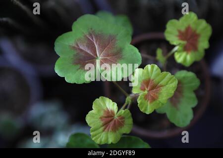 Ausgewählte fokussierte Ansicht von Geranium Zonal Stockfoto