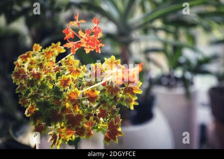 Ausgewählte fokussierte Ansicht von Geranium Zonal Stockfoto