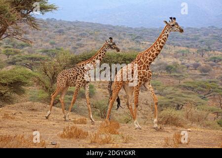 Giraffen im Arusha Nationalpark in Tansania Stockfoto