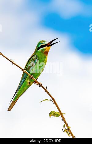 Blaufäckige Bienenfresser singen in Tansania Stockfoto