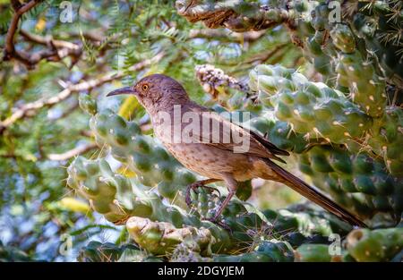 Curve-billed thrasher in Arizona Stockfoto