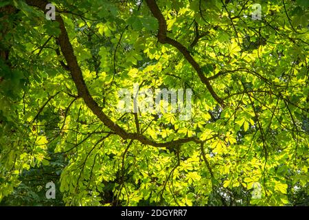 Blätter und Zweig der Rosskastanie (Aesculus hippocastanum), Baum der Familie Hippocastanaceae. Stockfoto