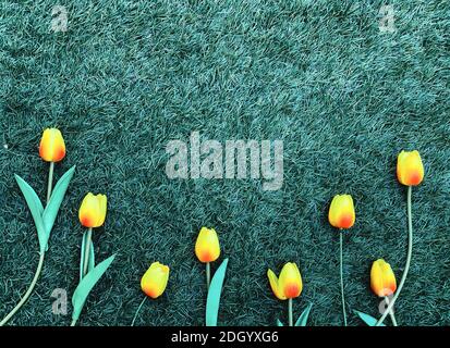Rosafarbene Tulpenblumen Grenzen auf Grasgrund Stockfoto