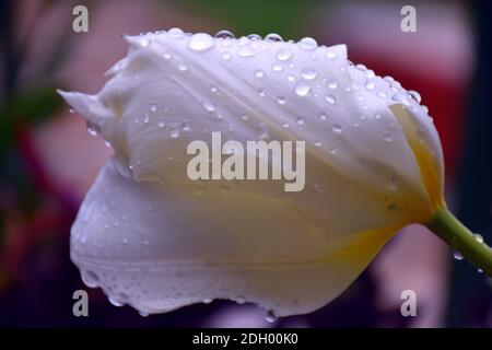 Weiße Tulpe, die im Regen und mit Wassertropfen liegt. Stockfoto