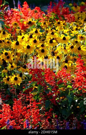 Blumen im Spätsommer Rote Salvia Rudbeckia gelbe Blumenbeete Stockfoto