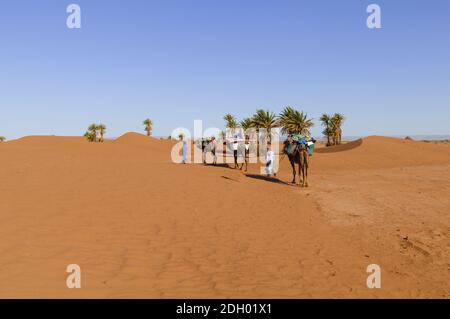 Kamelkarawane mit Palmen und Sanddünen in der Sahara, Marokko, Afrika. Stockfoto