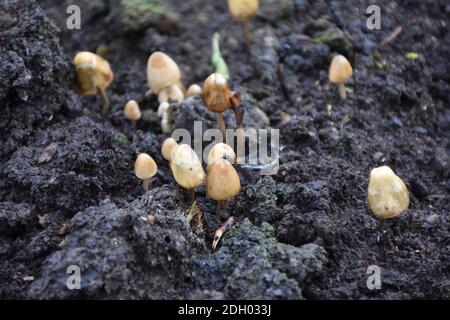 Gruppe von Mongui-Pilzen (Psilocybe semilanceata) in Gülle. Stockfoto