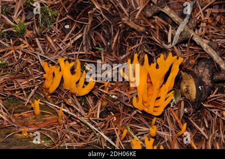 Gelber Gelee Antler Pilz 'Calocera viscosa', Stagshorn, Longleat Woods, Wiltshire, UK Stockfoto