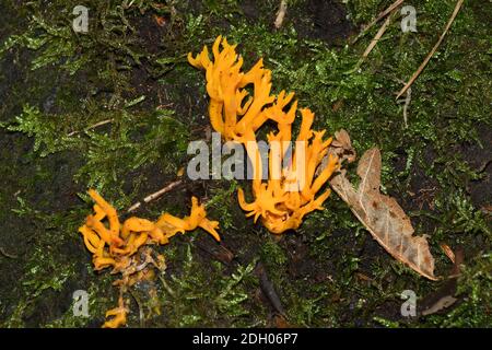 Gelber Gelee Antler Pilz 'Calocera viscosa', Stagshorn, Looe Pool Woods, Helston, Cornwall, UK Stockfoto