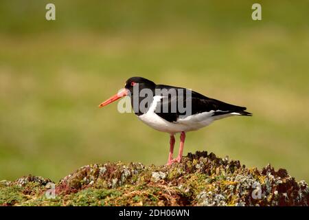 Nahaufnahme des Eurasischen Austernfisches (Haematopus ostralegus), der auf einem Felsen steht Stockfoto