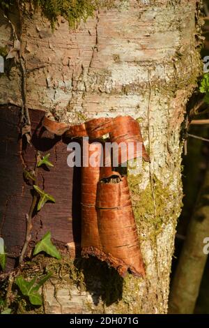 Birke 'Betula pendula;Golden braune Birke Rinde Peeling von einer silbernen Birke im Frühjahr.Frome, Somerset.UK Stockfoto