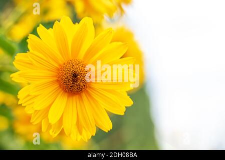 Makro gelbe Gänseblümchen oder Chrysantheme Blumen Kopf Stockfoto