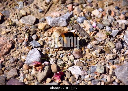 Hummel, die auf dem Boden auf der Suche nach Nektar von gefallenen Blumen. Stockfoto