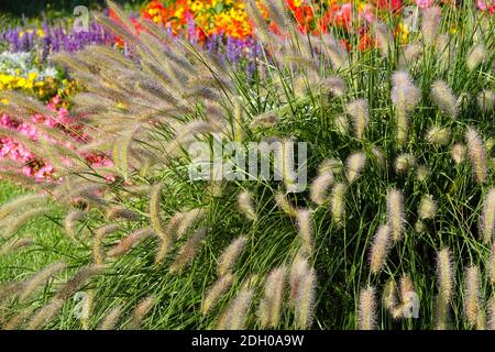 Ziergras, Federgras, Pennisetum alopecuroides Klumpen Stauden Herbstgrenze endet im Sommer farbenfrohes Blumenbeet im Garten Stockfoto