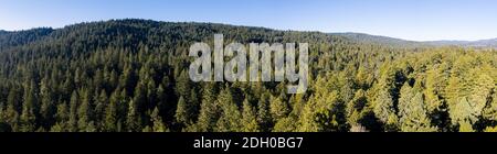 Ein gesunder Wald von Redwood-Bäumen, Sequoia sempervirens, wächst in Nordkalifornien. Redwood Bäume sind die größten Bäume auf der Erde. Stockfoto