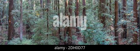 Ein gesunder Wald von Redwood-Bäumen, Sequoia sempervirens, wächst in Nordkalifornien. Redwood Bäume sind die größten Bäume auf der Erde. Stockfoto