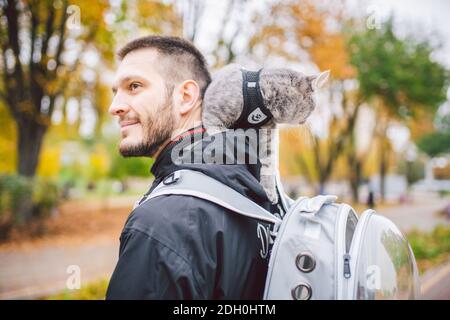 Nette graue junge Katze gekleidet Leine für Katzen im Freien in Autumn Park Street, steht auf der Schulter des Besitzers, Rückseite des Mannes gekleidet Transparenter Katzenrucksack, nein Stockfoto