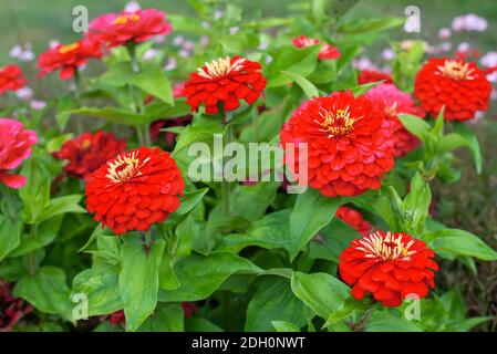 Zinnia elegans Blumen oder cinnya im formalen Garten Stockfoto