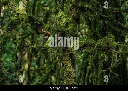 Schwarzmeer Buchsbaumwälder, unpassierbar subtropisches Holz Stockfoto