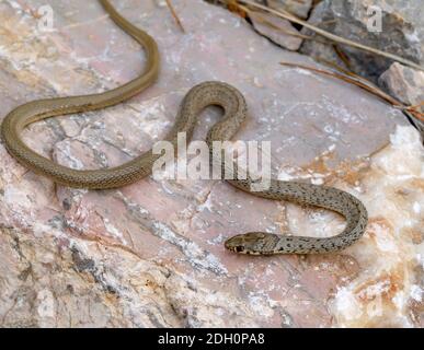 Ringkopf Zwergnatter, Eirenis modestus in griechenland Stockfoto