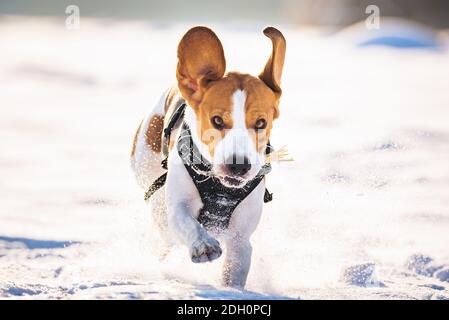 Der Beagle-Hund springt durch ein schneebedecktes Feld zur Kamera. Stockfoto