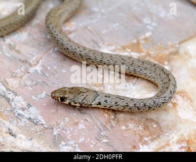 Ringkopf Zwergnatter, Eirenis modestus in griechenland Stockfoto