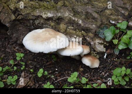 Pappelpilz (Agrocybe aegerita) an der Basis eines Baumes, von großem kulinarischen Wert in einigen Gebieten Spaniens. Stockfoto