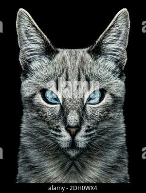 Böse Katze Porträt Digitale Kunst Stockfoto
