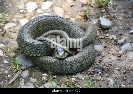 Halsbandschlange (Natrix astreptophora) in defensiver Frontposition. Stockfoto