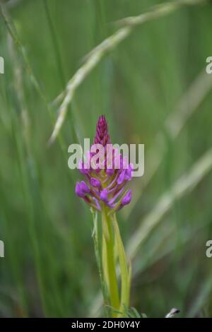 Pyramidenorchidee (Anacamptis pyramidalis) in Wachstumsphase. Stockfoto
