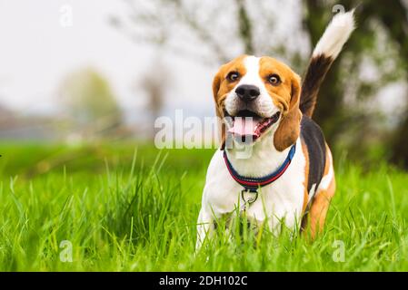 Beagle läuft auf einer Wiese mit der Zunge raus. Stockfoto