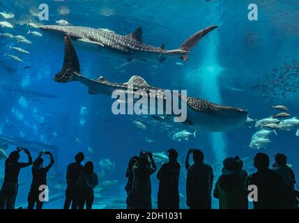 Silhouetten von Menschen und riesigen Walhai der Fantasie unter Wasser im Okinawa Churaumi Aquarium Stockfoto