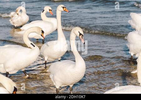 Schwäne und Möwen am Ostseestrand in Sopot, Polen. Seevögel überwintern in der offenen Meeresbucht. Schwäne auf der Wintersee Stockfoto