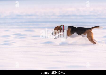 Der Beagle-Hund springt in der Ferne durch ein schneebedecktes Feld Stockfoto